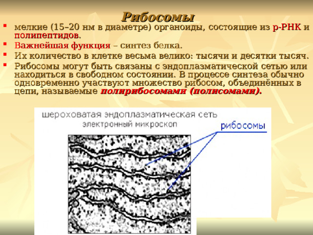 Рибосомы мелкие (15–20 нм в диаметре) органоиды, состоящие из р-РНК и полипептидов . Важнейшая функция – синтез белка. Их количество в клетке весьма велико: тысячи и десятки тысяч. Рибосомы могут быть связаны с эндоплазматической сетью или находиться в свободном состоянии. В процессе синтеза обычно одновременно участвуют множество рибосом, объединённых в цепи, называемые полирибосомами (полисомами). 