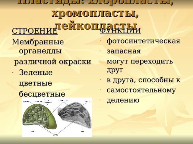 Пластиды: хлоропласты, хромопласты, лейкопласты СТРОЕНИЕ Мембранные органеллы  различной окраски ФУНКЦИИ Зеленые цветные бесцветные   фотосинтетическая запасная могут переходить друг в друга, способны к самостоятельному делению   