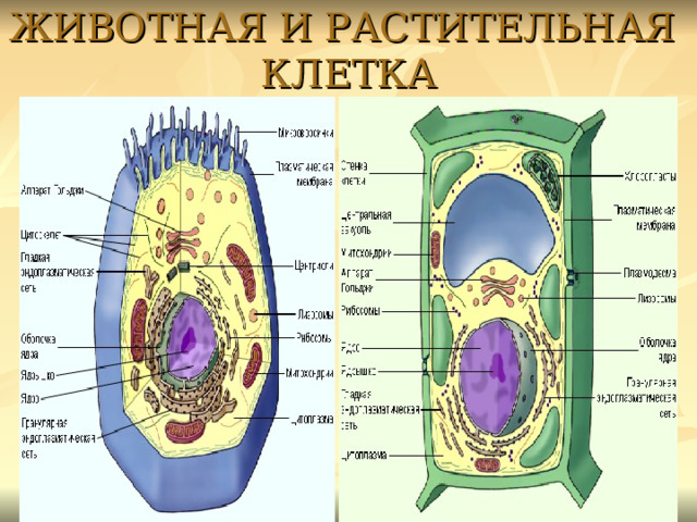 ЖИВОТНАЯ И РАСТИТЕЛЬНАЯ КЛЕТКА 