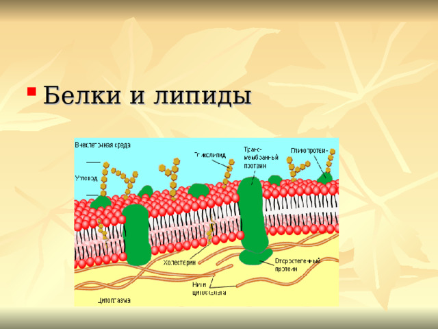 Белки и липиды  