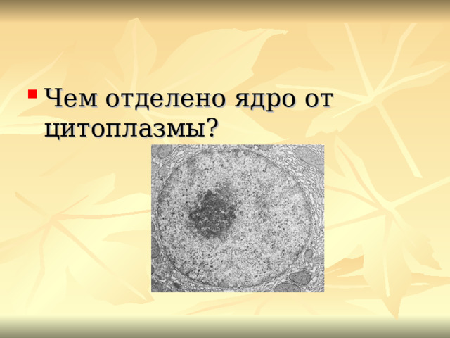 Чем отделено ядро от цитоплазмы?  