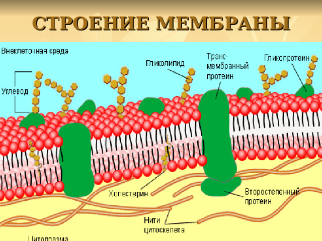 СТРОЕНИЕ МЕМБРАНЫ 