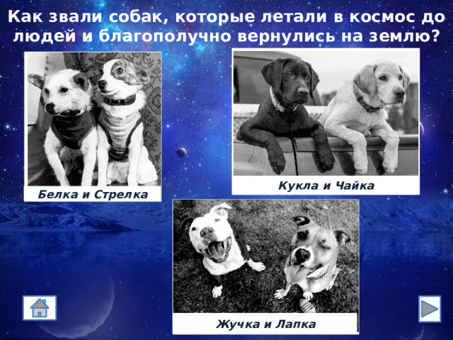 Как звали собак, которые летали в космос до людей и благополучно вернулись на землю? Кукла и Чайка Белка и Стрелка Жучка и Лапка 