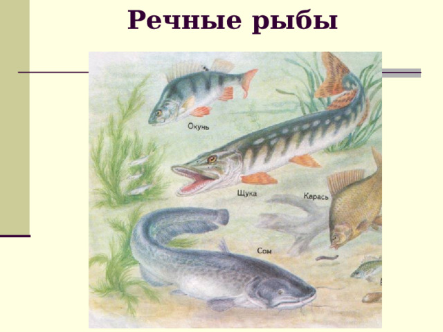 Речные рыбы 
