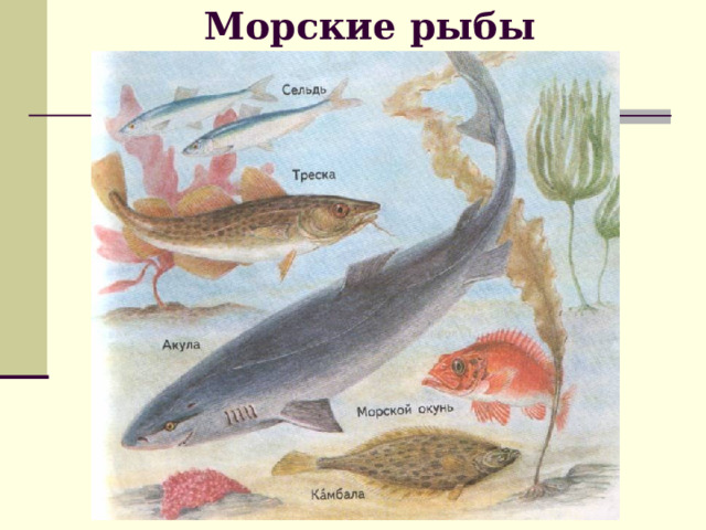 Морские рыбы 