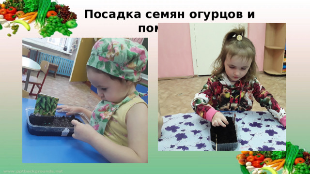 Посадка семян огурцов и помидор