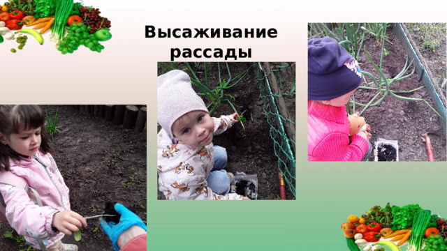 Высаживание рассады