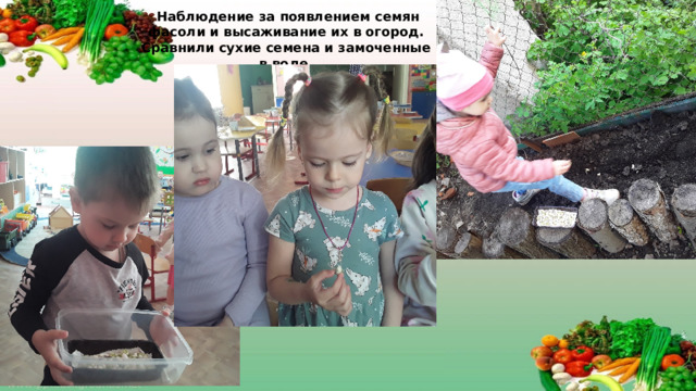 Наблюдение за появлением семян фасоли и высаживание их в огород. Сравнили сухие семена и замоченные в воде.