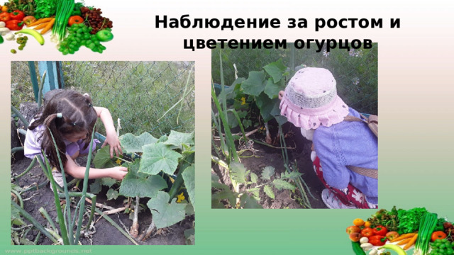 Наблюдение за ростом и цветением огурцов