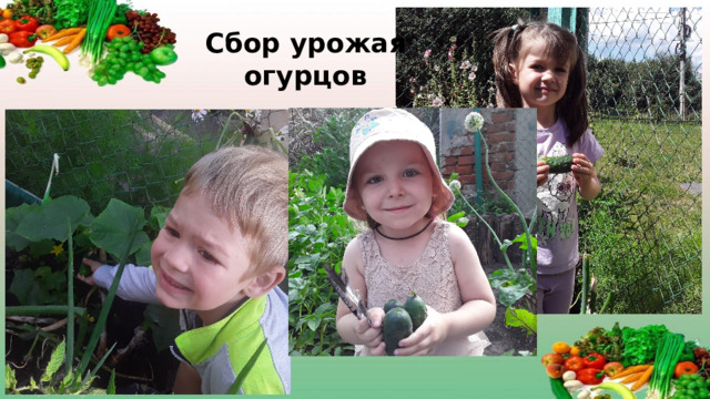 Сбор урожая огурцов