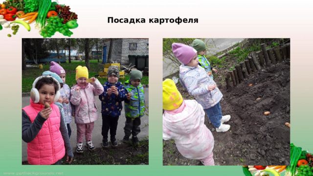 Посадка картофеля