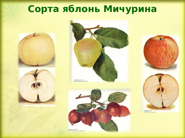 Сорта яблонь Мичурина   