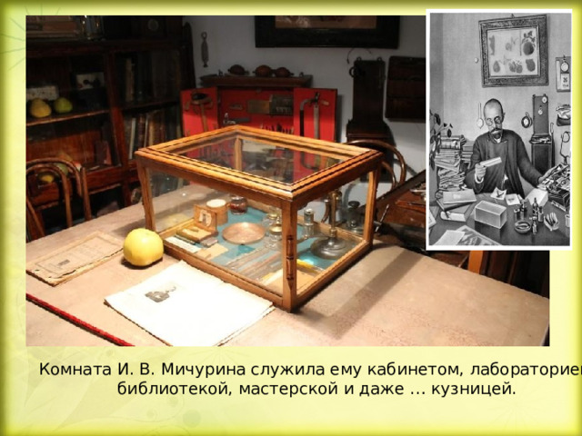 Комната И. В. Мичурина служила ему кабинетом, лабораторией, библиотекой, мастерской и даже … кузницей. 