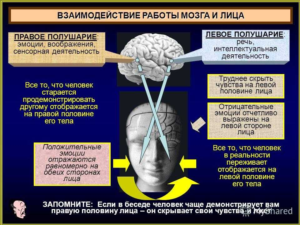 В переднем мозге полушария отсутствуют. Эмоции правое и левое полушарие. Мозг человека информация. Левое полушарие мозга отвечает за эмоции.
