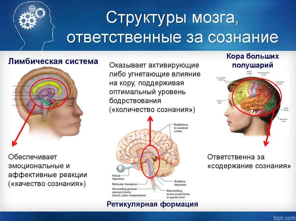 Образование головного мозга код. Сознание структуры мозга. Сознательная часть мозга. Сознание и мозг. Физиологическая основа мозга.