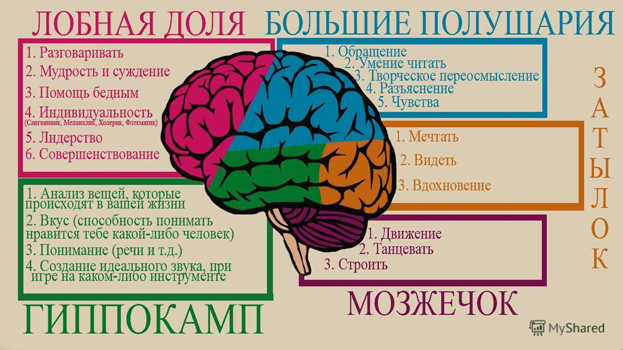 За короткое время развития. Мозг память. Отдел памяти в мозге. Зона мозга отвечающая за память. Мозг психология.