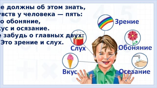 Все должны об этом знать, Чувств у человека — пять: Это обоняние, Вкус и осязание. Не забудь о главных двух: — Это зрение и слух.