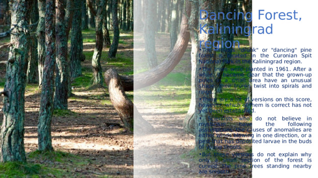 Dancing Forest, Kaliningrad region The famous 