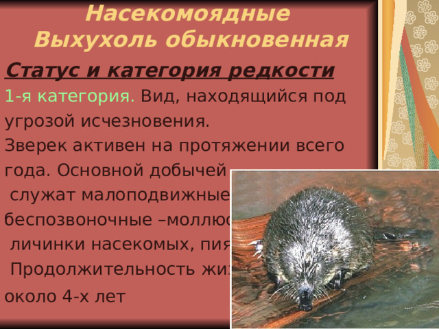 Насекомоядные  Выхухоль обыкновенная   Статус и категория редкости 1-я категория. Вид, находящийся под угрозой исчезновения. Зверек активен на протяжении всего года. Основной добычей  служат малоподвижные беспозвоночные –моллюски,  личинки насекомых, пиявки.  Продолжительность жизни около 4-х лет  