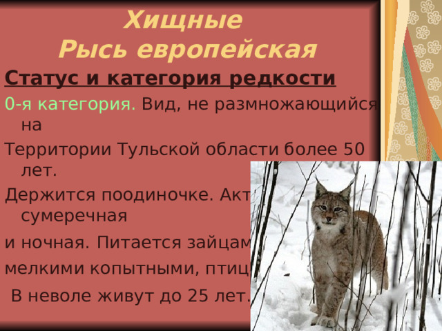 Хищные  Рысь европейская Статус и категория редкости 0-я категория. Вид, не размножающийся на Территории Тульской области более 50 лет. Держится поодиночке. Активность сумеречная и ночная.  Питается зайцами, мелкими копытными, птицами.  В неволе живут до 25 лет.  