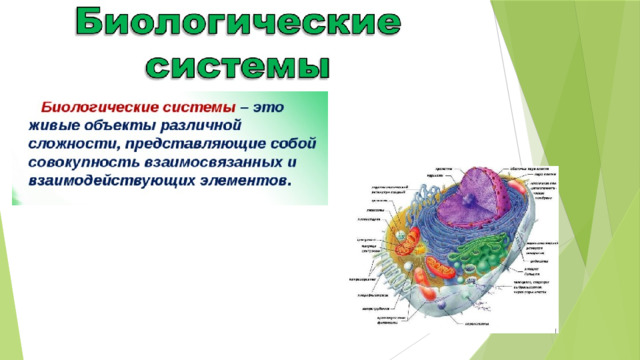 Организация биологических систем презентация 10 класс. Разнообразие систем биология. Биологические системы и их свойства.