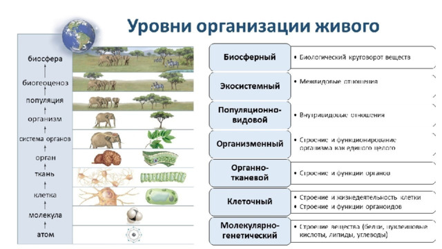 Признаки живых организмов 