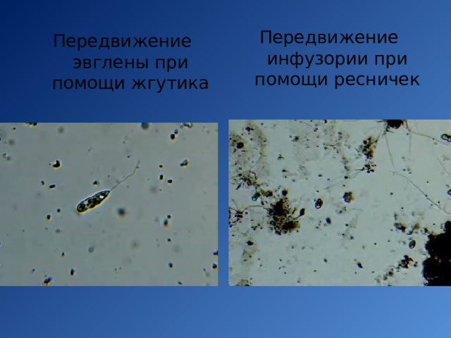 Передвижение с помощью ресничек