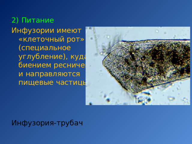 2) Питание Инфузории имеют «клеточный рот» (специальное углубление), куда биением ресничек и направляются пищевые частицы Инфузория-трубач 