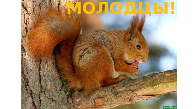 МОЛОДЦЫ! 