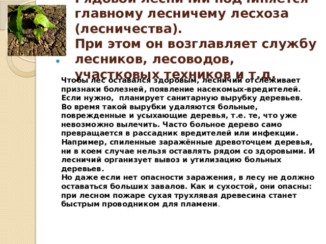 Рядовой лесничий подчиняется главному лесничему лесхоза (лесничества).  При этом он возглавляет службу лесников, лесоводов, участковых техников и т.д.   Чтобы лес оставался здоровым, лесничий отслеживает признаки болезней, появление насекомых-вредителей. Если нужно,  планирует санитарную вырубку деревьев. Во время такой вырубки удаляются больные, поврежденные и усыхающие деревья, т.е. те, что уже невозможно вылечить. Часто больное дерево само превращается в рассадник вредителей или инфекции.  Например, спиленные заражённые древоточцем деревья, ни в коем случае нельзя оставлять рядом со здоровыми. И лесничий организует вывоз и утилизацию больных деревьев.  Но даже если нет опасности заражения, в лесу не должно оставаться больших завалов. Как и сухостой, они опасны: при лесном пожаре сухая трухлявая древесина станет быстрым проводником для пламени .     