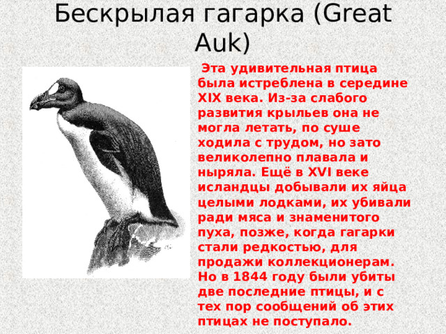 Бескрылая гагарка (Great Auk)    Эта удивительная птица была истреблена в середине XIX века. Из-за слабого развития крыльев она не могла летать, по суше ходила с трудом, но зато великолепно плавала и ныряла. Ещё в XVI веке исландцы добывали их яйца целыми лодками, их убивали ради мяса и знаменитого пуха, позже, когда гагарки стали редкостью, для продажи коллекционерам. Но в 1844 году были убиты две последние птицы, и с тех пор сообщений об этих птицах не поступало. 