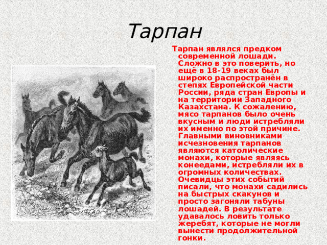 Тарпан  Тарпан являлся предком современной лошади. Сложно в это поверить, но ещё в 18-19 веках был широко распространён в степях Европейской части России, ряда стран Европы и на территории Западного Казахстана. К сожалению, мясо тарпанов было очень вкусным и люди истребляли их именно по этой причине. Главными виновниками исчезновения тарпанов являются католические монахи, которые являясь конеедами, истребляли их в огромных количествах. Очевидцы этих событий писали, что монахи садились на быстрых скакунов и просто загоняли табуны лошадей. В результате удавалось ловить только жеребят, которые не могли вынести продолжительной гонки.  