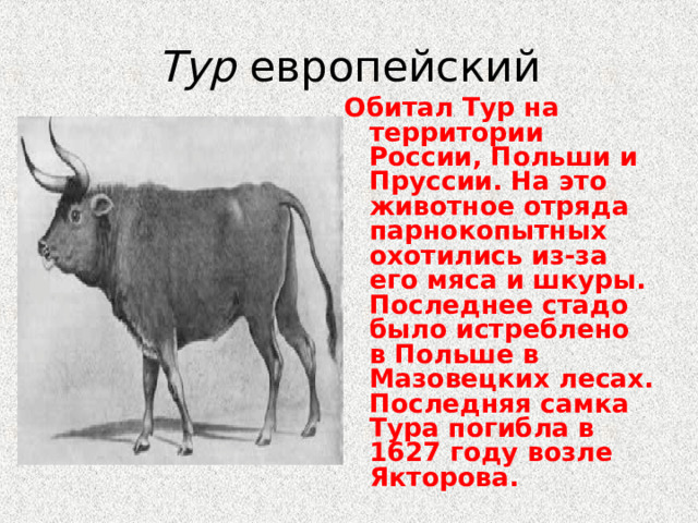 Тур европейский Обитал Тур на территории России, Польши и Пруссии. На это животное отряда парнокопытных охотились из-за его мяса и шкуры. Последнее стадо было истреблено в Польше в Мазовецких лесах. Последняя самка Тура погибла в 1627 году возле Якторова. 