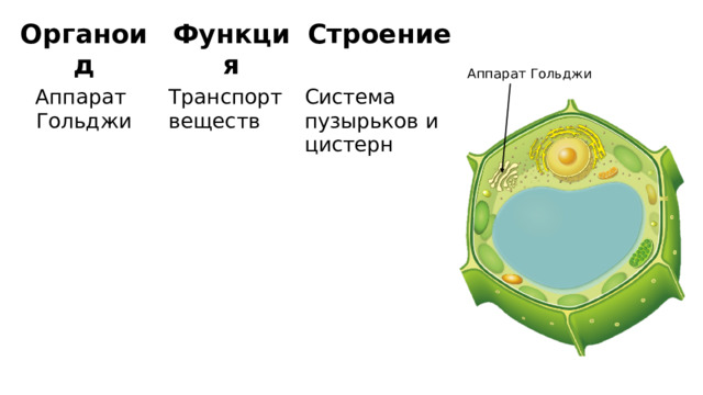Органоид Функция Аппарат Гольджи Транспорт веществ Строение Система пузырьков и цистерн Аппарат Гольджи 