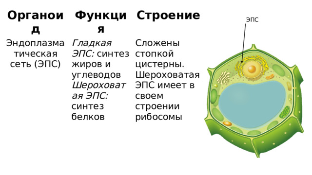 Строение эпс и их функции. Функции эпс это синтез жиров.
