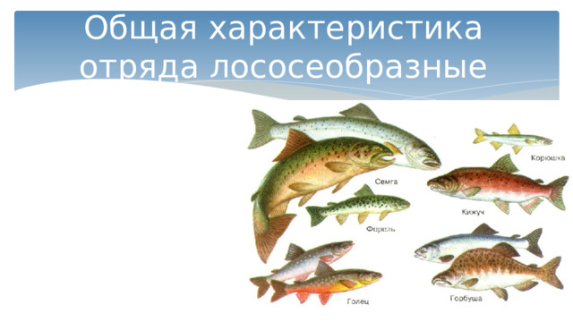 Общая характеристика отряда лососеобразные 