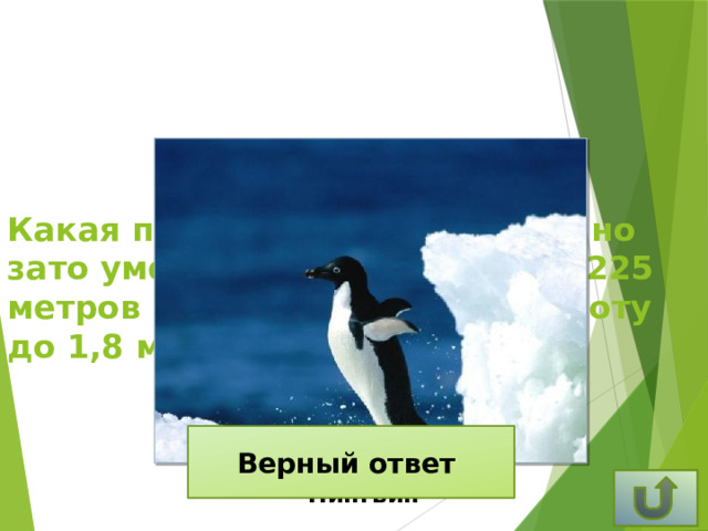 Какая птица не умеет летать, но зато умеет нырять на глубину 225 метров и подпрыгивать на высоту до 1,8 метра ?   Верный ответ Пингвин