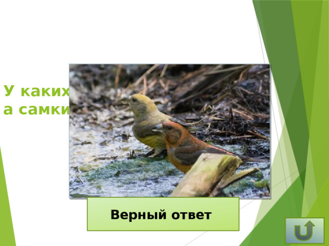 У каких птиц самцы красные,  а самки зеленые? Верный ответ У клестов.