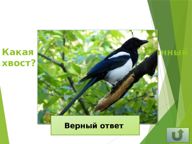 Какая птица имеет очень длинный хвост? Верный ответ Сорока