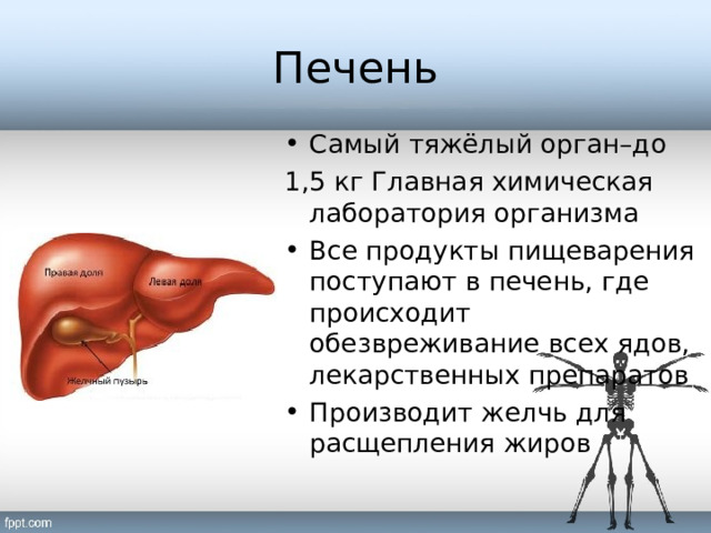 Самый тяжелый орган человека