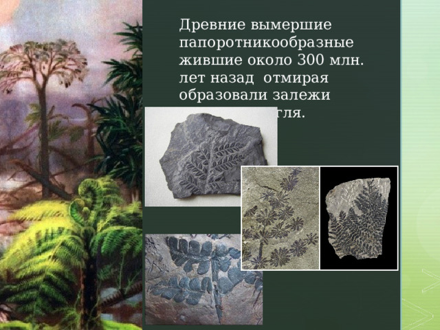Древние вымершие папоротникообразные жившие около 300 млн. лет назад отмирая образовали залежи каменного угля. 