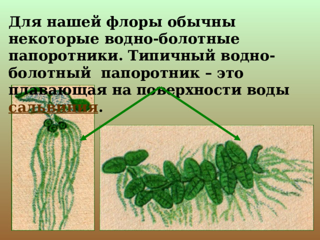 Для нашей флоры обычны некоторые водно-болотные папоротники. Типичный водно-болотный папоротник – это плавающая на поверхности воды сальвиния . 