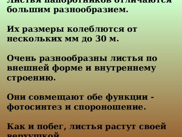 Листья папоротников отличаются большим разнообразием.   Их размеры колеблются от нескольких мм до 30 м.   Очень разнообразны листья по внешней форме и внутреннему строению.   Они совмещают обе функции - фотосинтез и спороношение.   Как и побег, листья растут своей верхушкой. 