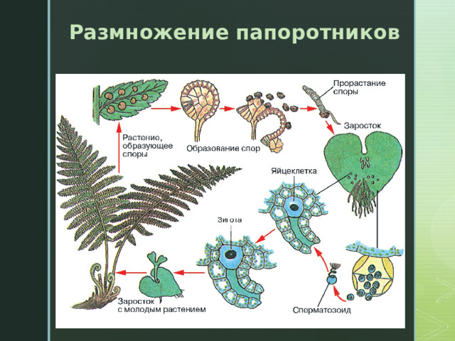 Размножение папоротников На  нижней стороне листа папоротника расположены сорусы со спорами. Количество спор может достигать 15.000.  По мере созревания спорангии раскрываются, и споры высыпаются наружу. 