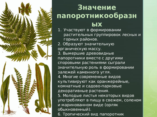 Вымирание древовидных папоротников. Разнообразие папоротников. Древовидный папоротник описание.