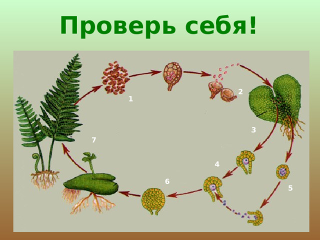 7. С корневища щитника мужского получали лекарства против паразитических червей, которые поселяются в организме человека и животных. Кроме того, отвары и настойки из листьев щитника мужского используют как обезболивающее и противовоспалительное средство для заживления ран. Папоротники служат пищей и средой обитания для многих микроорганизмов и беспозвоночных животных. 9. Папоротники выделяют кислород, а он необходим всем живым организмам для дыхания. 10. Стволы древовидных папоротников служат в тропиках строительным материалом, а на Гавайях их крахмалистую сердцевину используют в пищу. Корневища папоротника рарауфе  были основой пищи маори, которые употребляли также корневища и побеги других папоротников. 