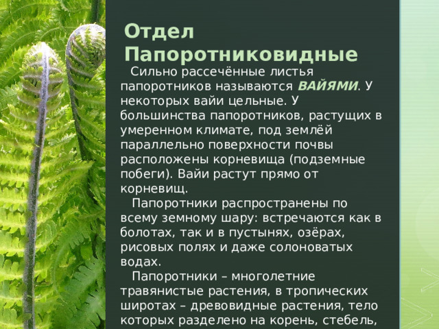 Отдел Папоротниковидные  Сильно рассечённые листья папоротников называются ВАЙЯМИ . У некоторых вайи цельные. У большинства папоротников, растущих в умеренном климате, под землёй параллельно поверхности почвы расположены корневища (подземные побеги). Вайи растут прямо от корневищ.  Папоротники распространены по всему земному шару: встречаются как в болотах, так и в пустынях, озёрах, рисовых полях и даже солоноватых водах.  Папоротники – многолетние травянистые растения, в тропических широтах – древовидные растения, тело которых разделено на корень, стебель, лист. Листья разделены на черешок и пластинку. 