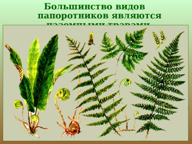Большинство видов  папоротников являются наземными травами. 