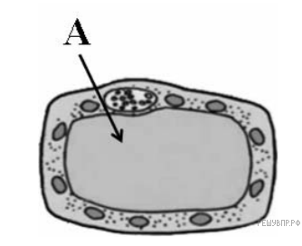 Рисунок растительной клетки 6 класс биология впр. Структура растительной клетки рис 1. Строение растительной клетки ВПР. Клетки растений ВПР биология 6 класс. Строение растительной клетки 6 класс ВПР.