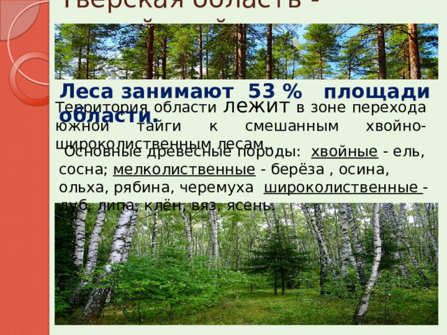 Тверская область - лесной край Леса занимают 53 % площади области. Территория области лежит в зоне перехода южной тайги к смешанным хвойно-широколиственным лесам..   Основные древесные породы: хвойные - ель, сосна; мелколиственные - берёза , осина, ольха, рябина, черемуха широколиственные - дуб, липа, клён, вяз, ясень.    